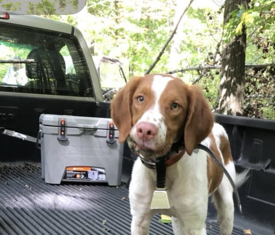 My First Hunt with a Bird Dog