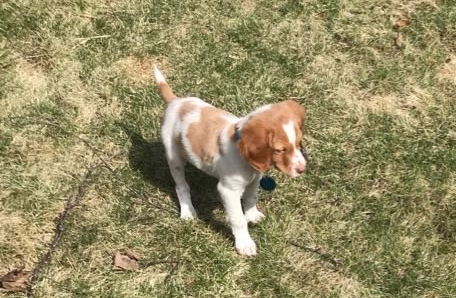 Getting My First Bird Dog an American Brittany